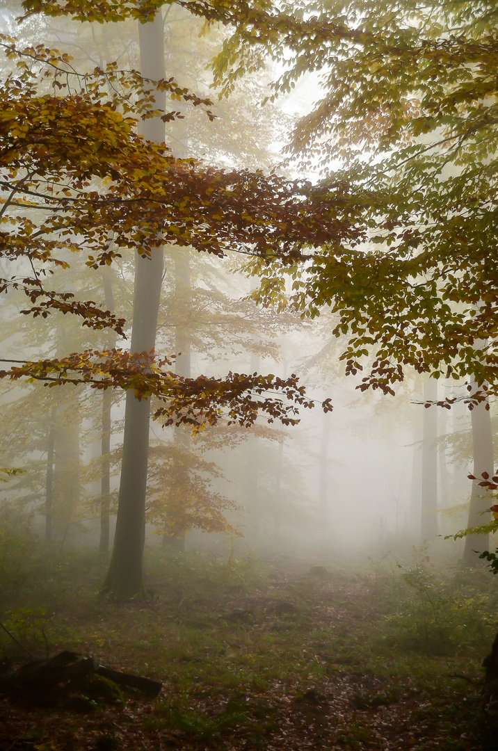 Morgens im Wald