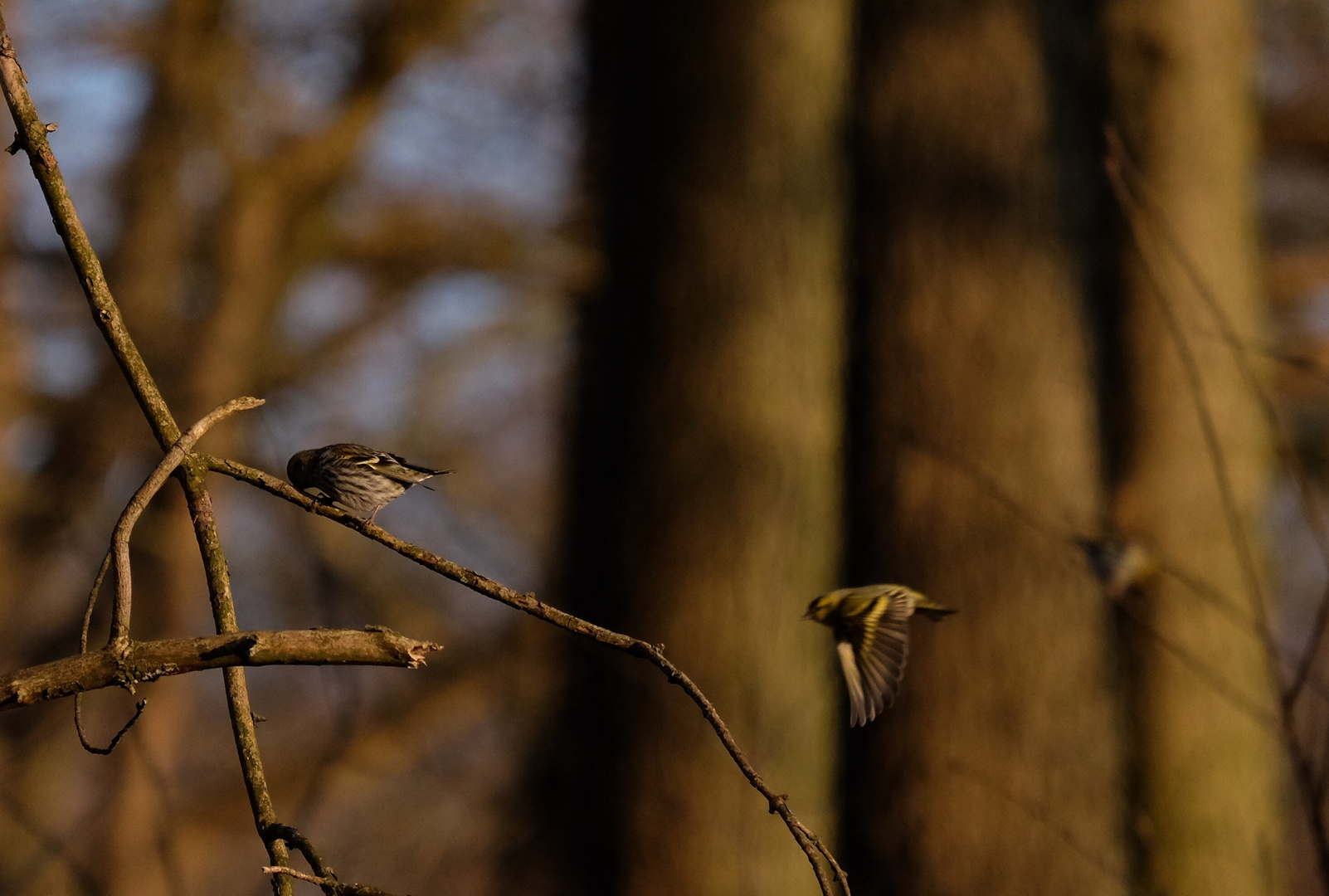 morgens im Wald 