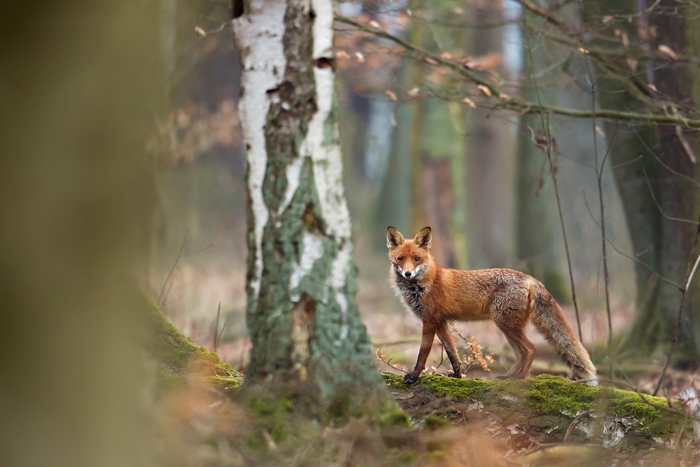 ~ Morgens im Wald ~