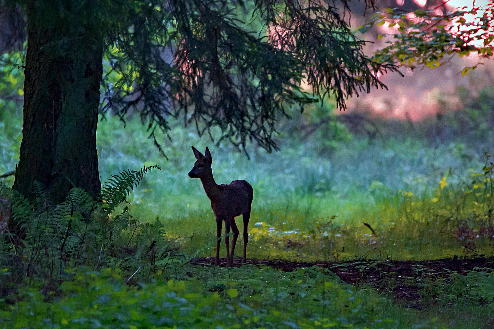 Morgens im Wald