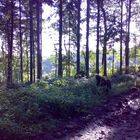 morgens im Wald