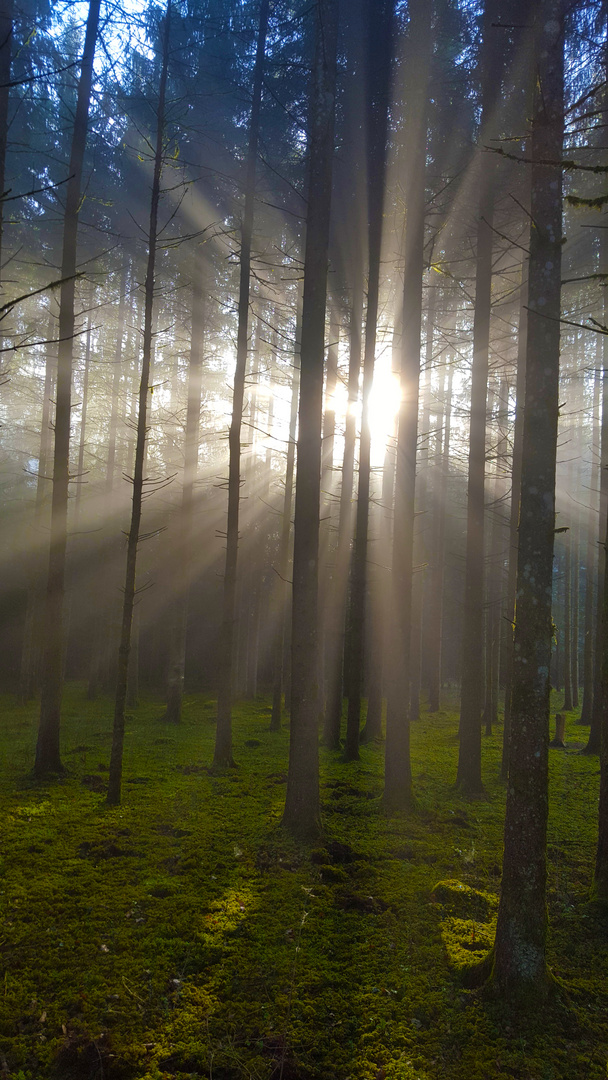 morgens im Wald