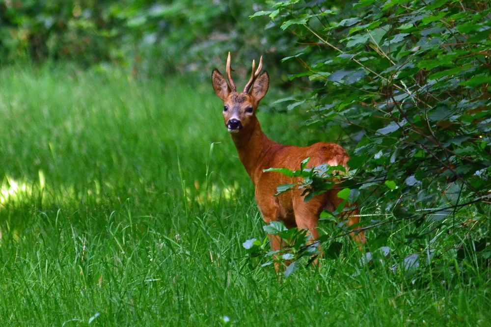 Morgens im Wald...