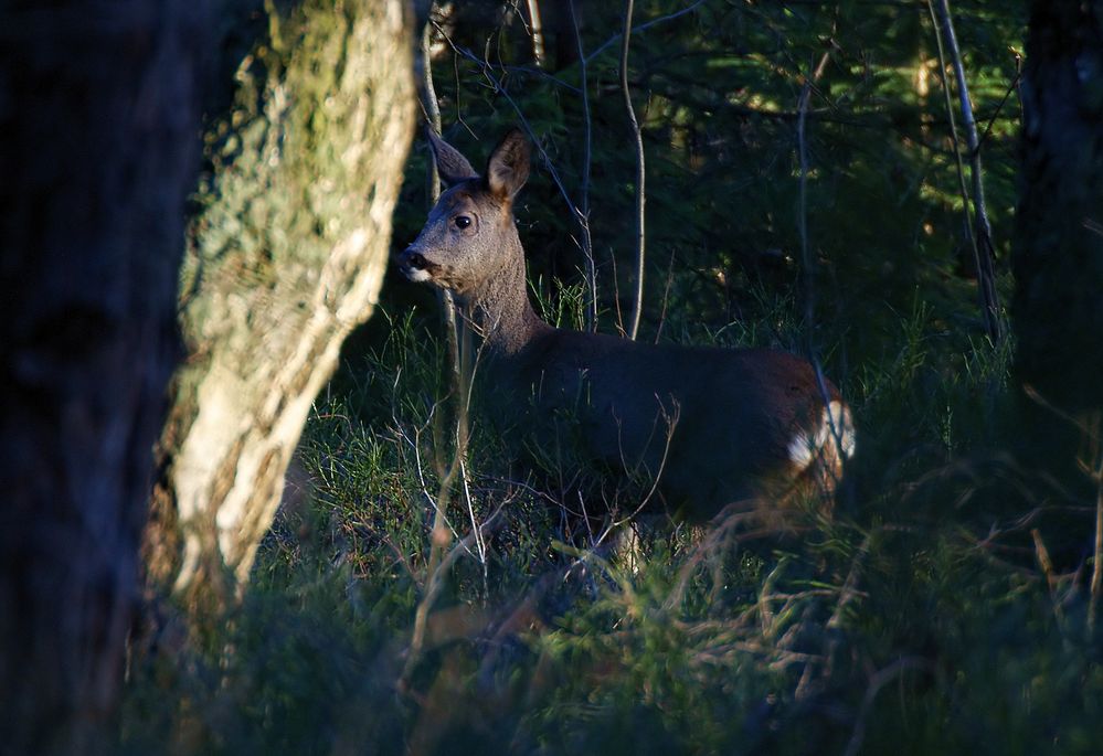 Morgens im Wald