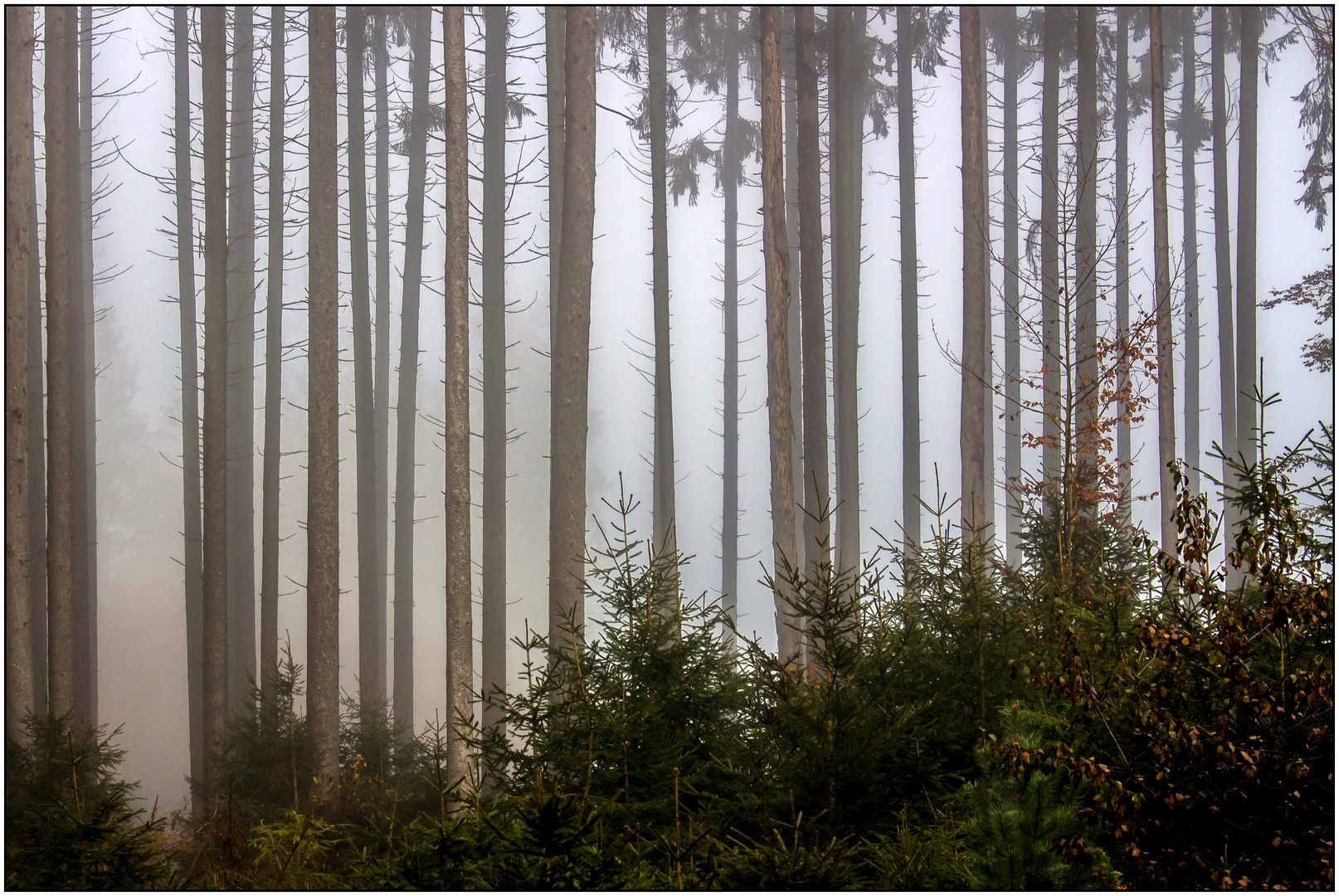 MORGENS IM WALD BEI DICHTEM NEBEL