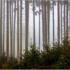 MORGENS IM WALD BEI DICHTEM NEBEL