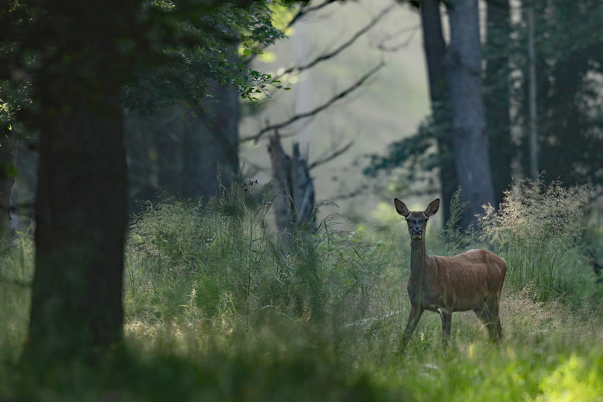 Morgens im Wald