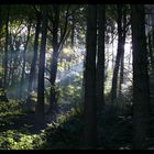 Morgens im Wald