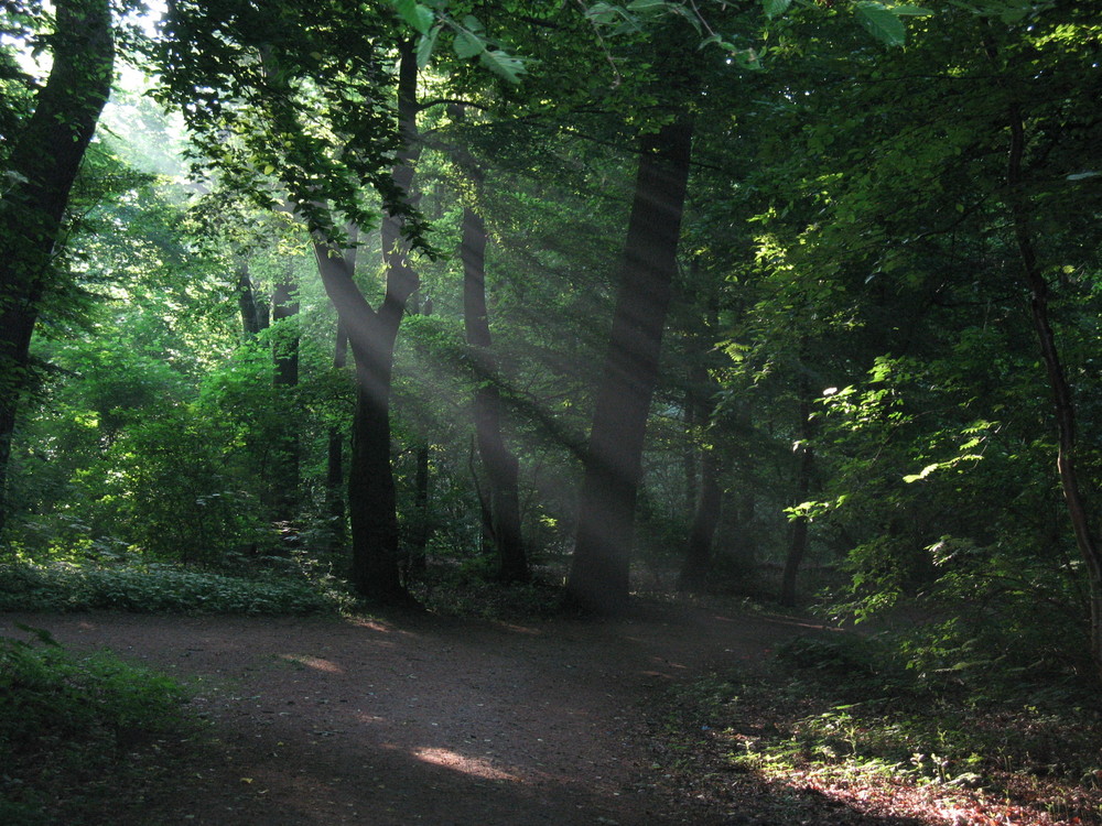 Morgens im Wald