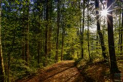 Morgens im Wald