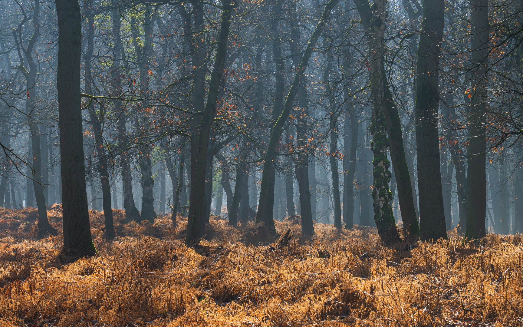 Morgens im Wald