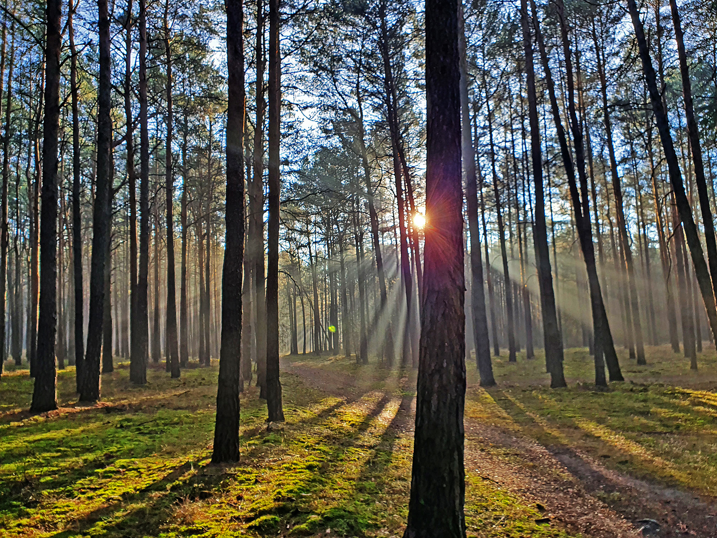 Morgens im Wald von Borkheide