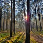 Morgens im Wald von Borkheide