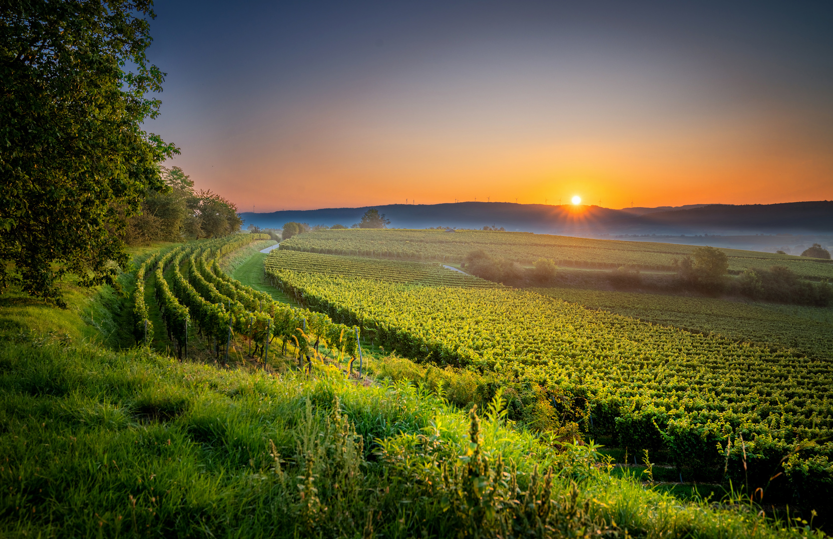 Morgens im Weinberg 