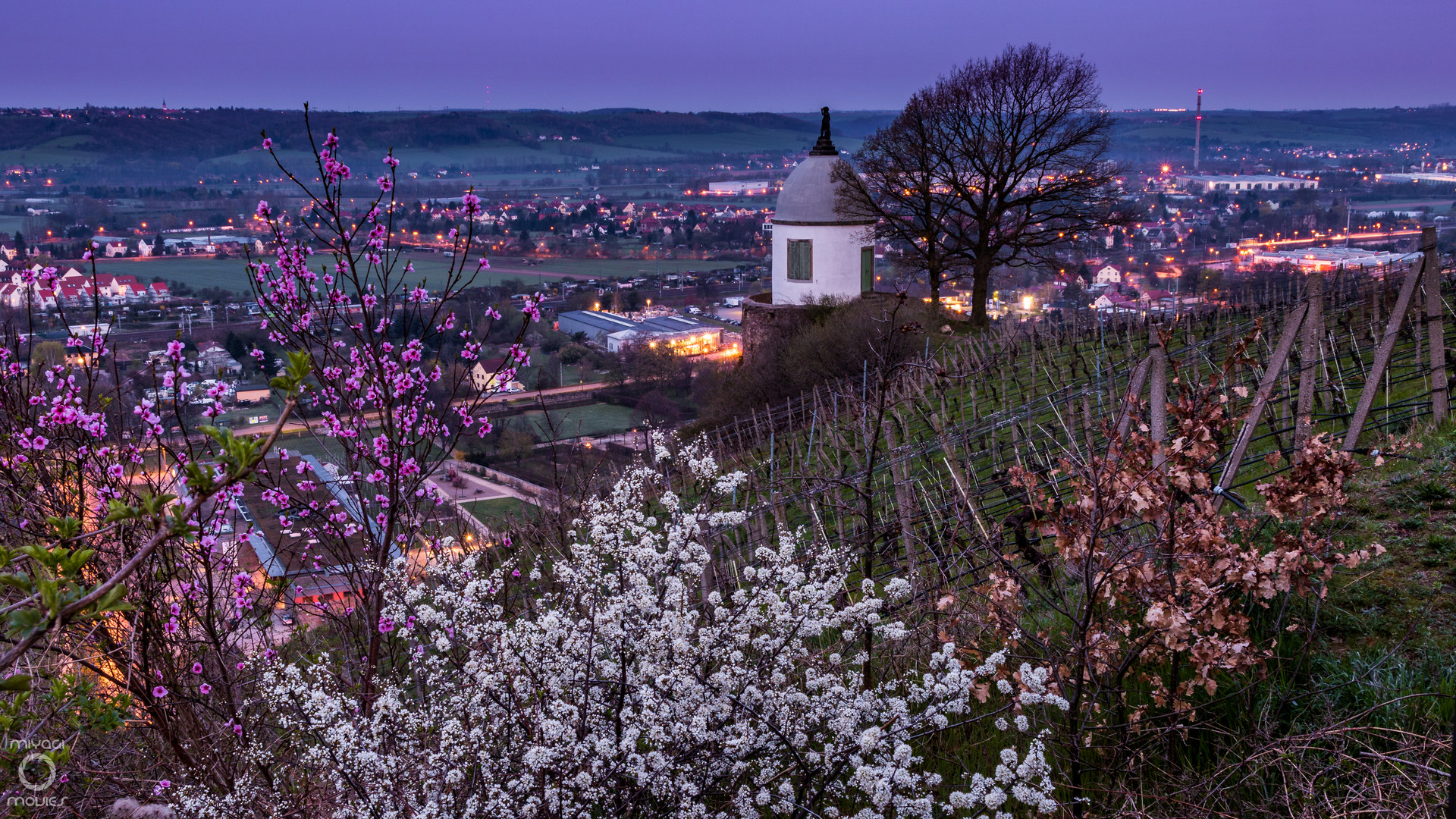 Morgens im Weinberg