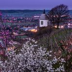 Morgens im Weinberg