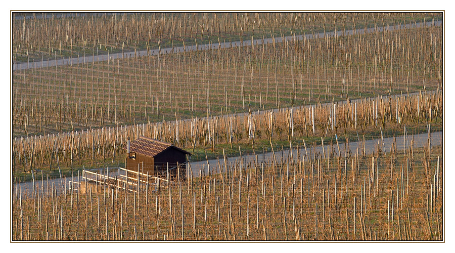 Morgens im Weinberg