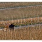 Morgens im Weinberg