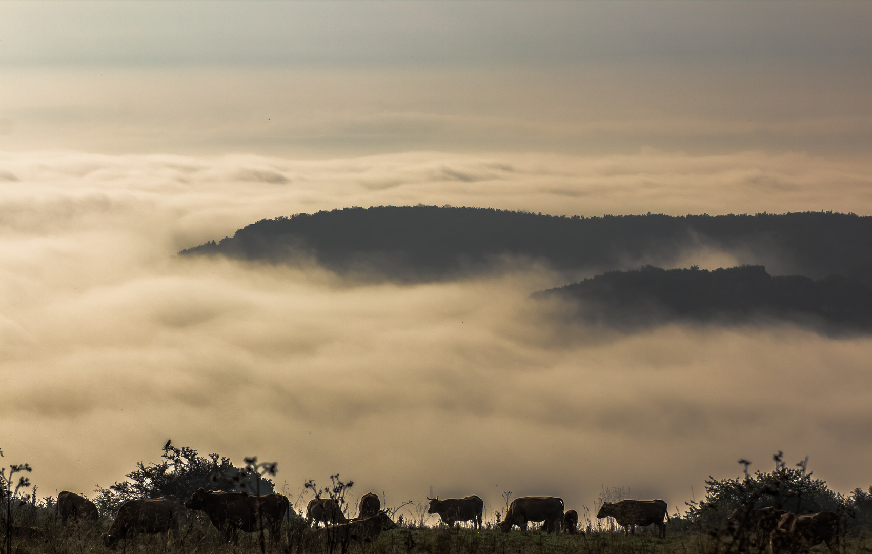 Morgens im Westerwald