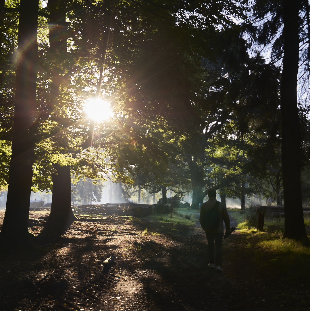 Morgens im Wildpark Dülmen