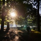 Morgens im Wildpark Dülmen