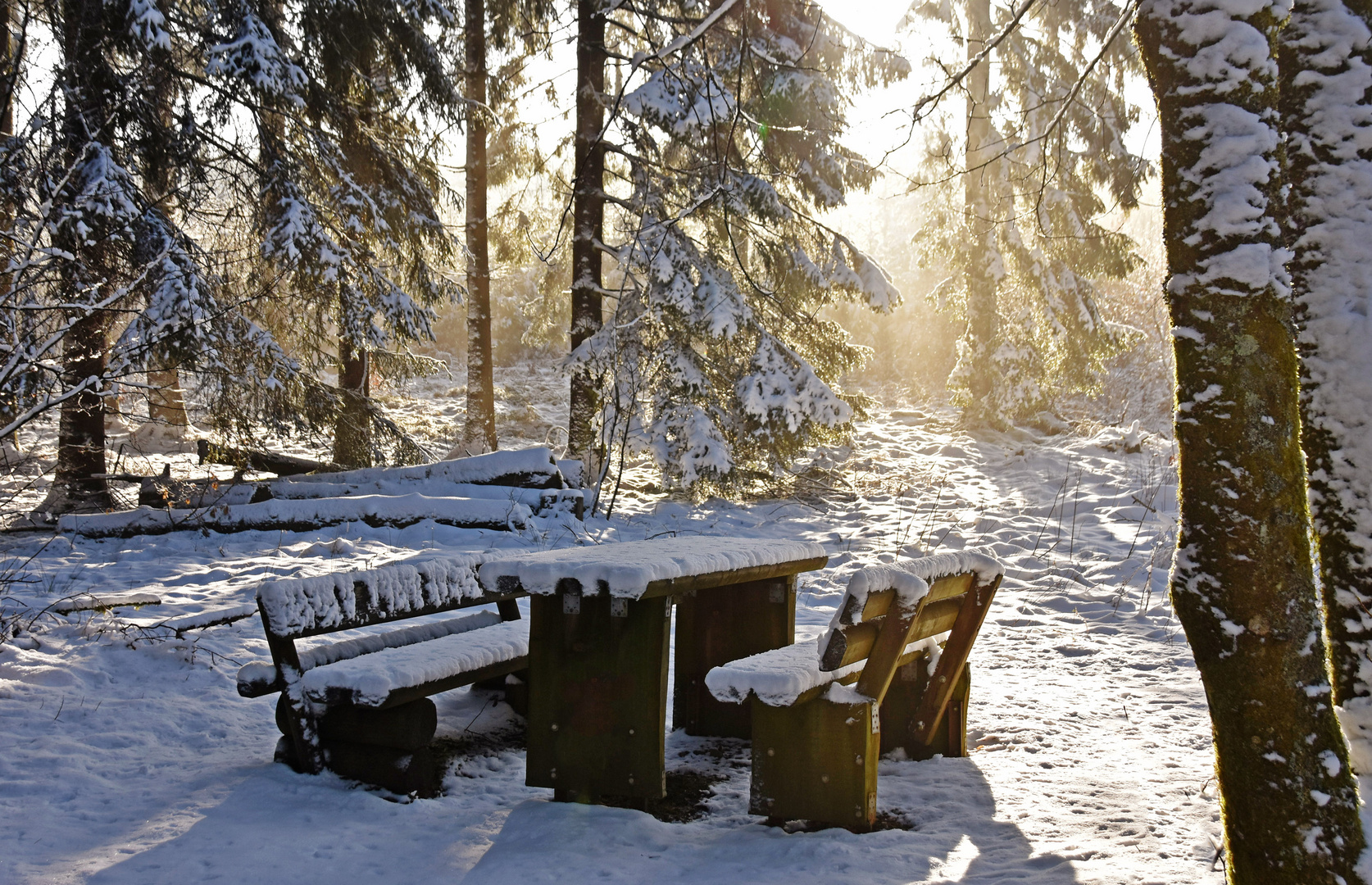 Morgens im Winterwald