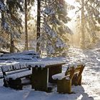 Morgens im Winterwald