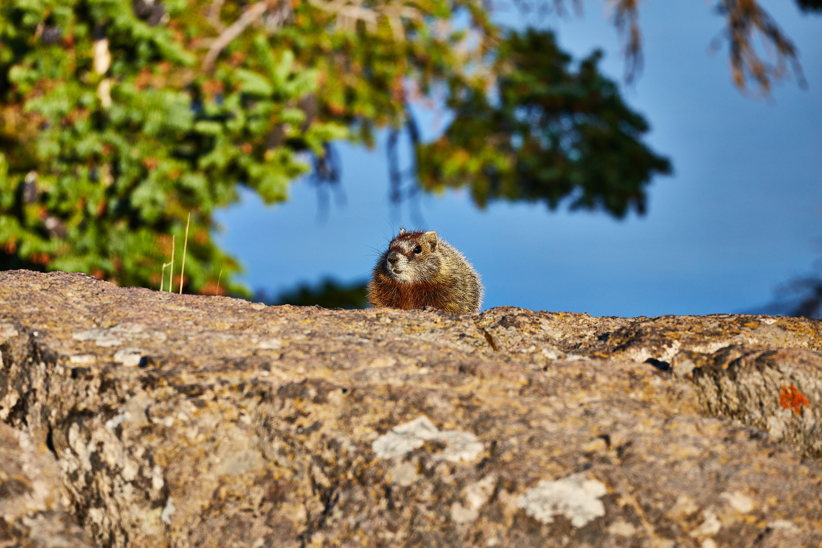 morgens im Yellowstone - 1