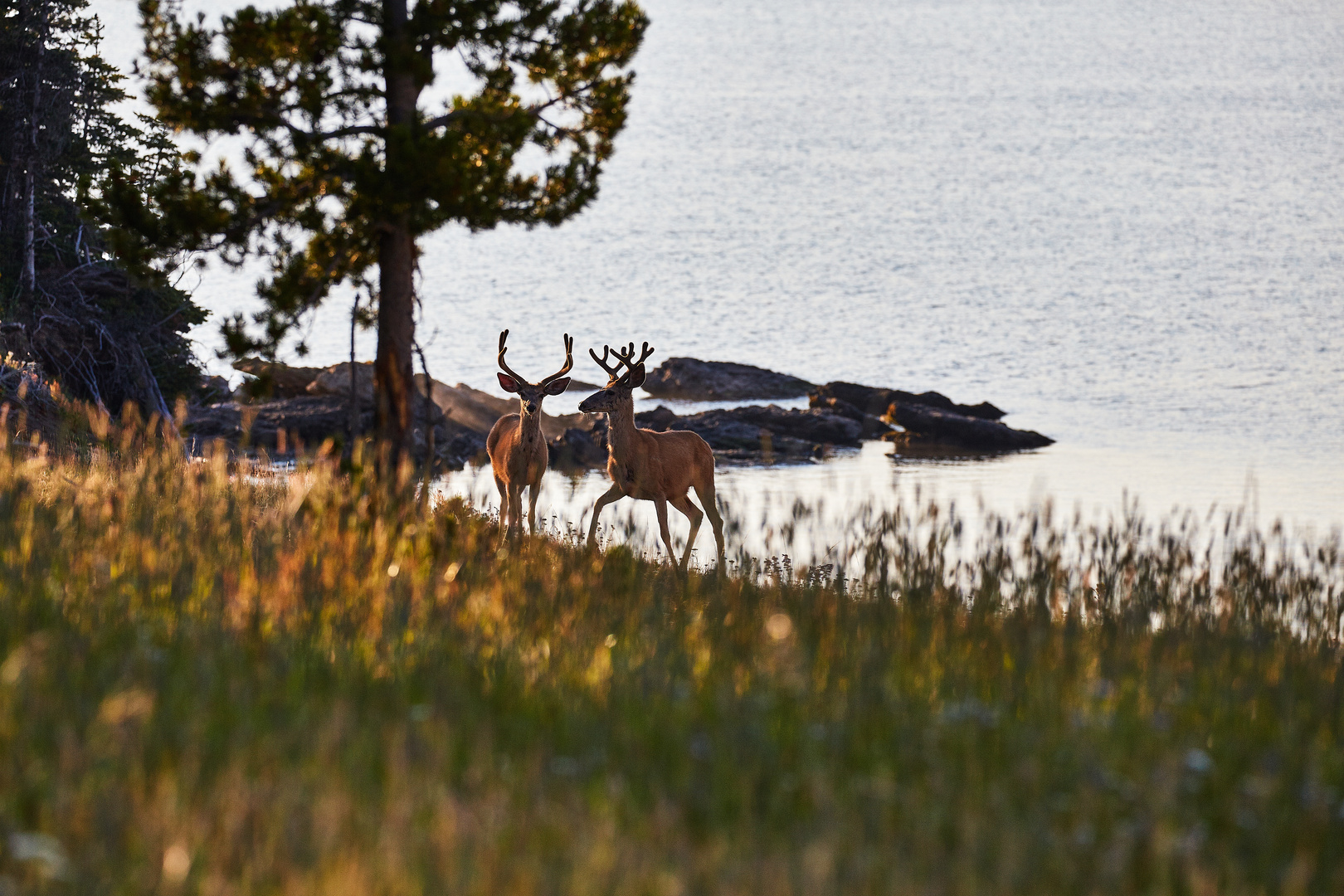 morgens im Yellowstone - 2