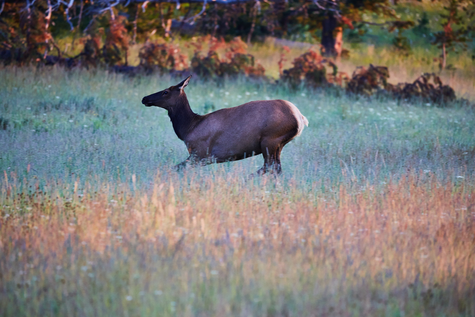 morgens im Yellowstone - 3