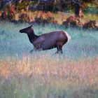 morgens im Yellowstone - 3