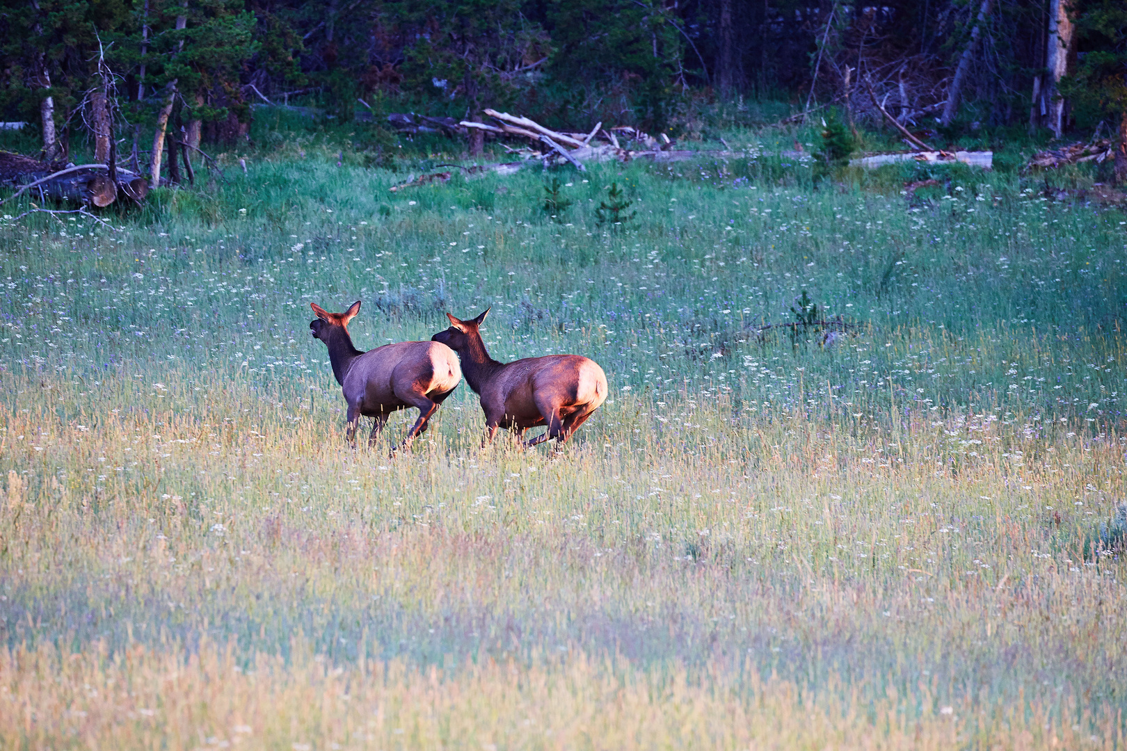 morgens im Yellowstone - 4