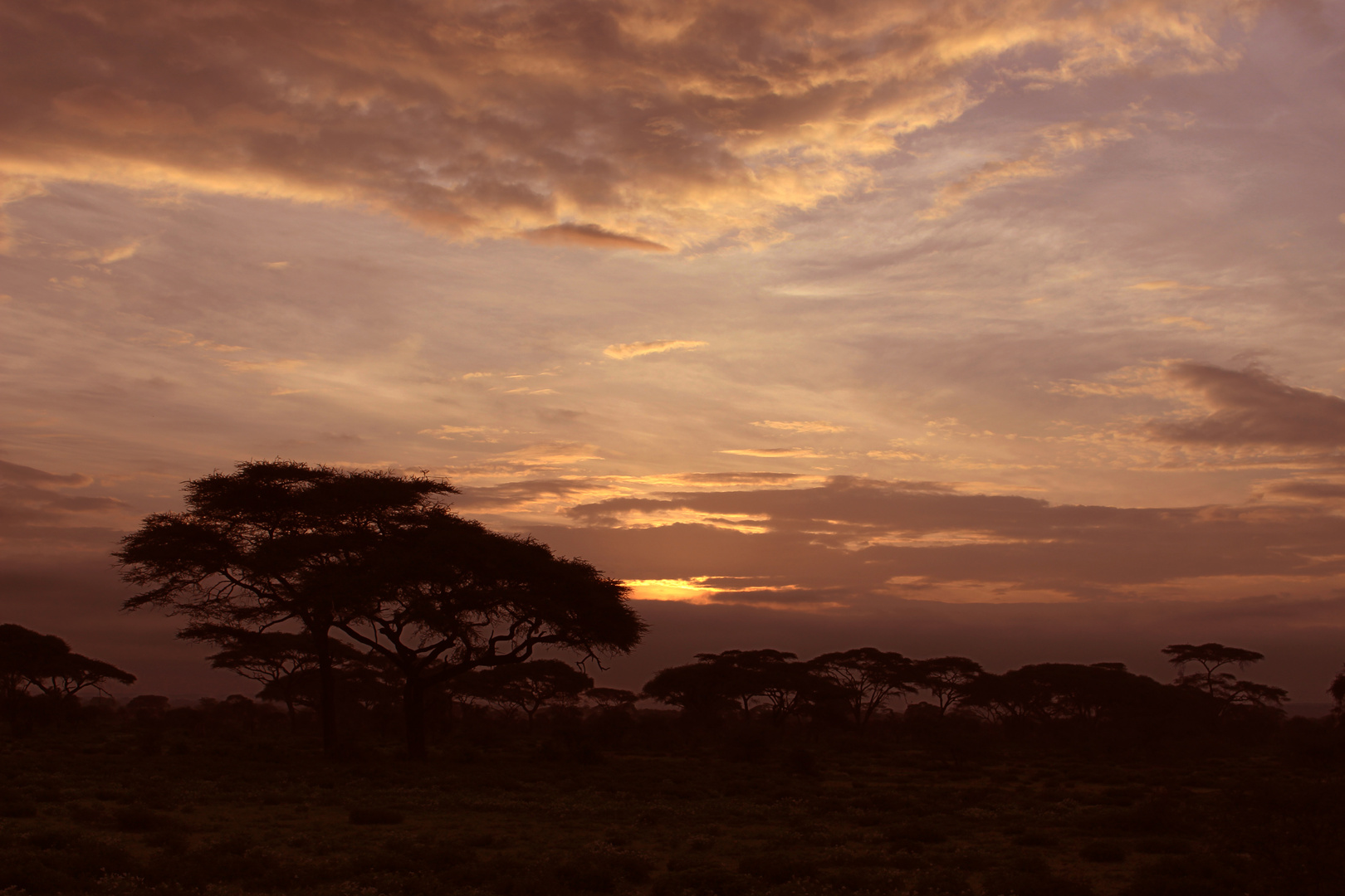 Morgens in Afrika