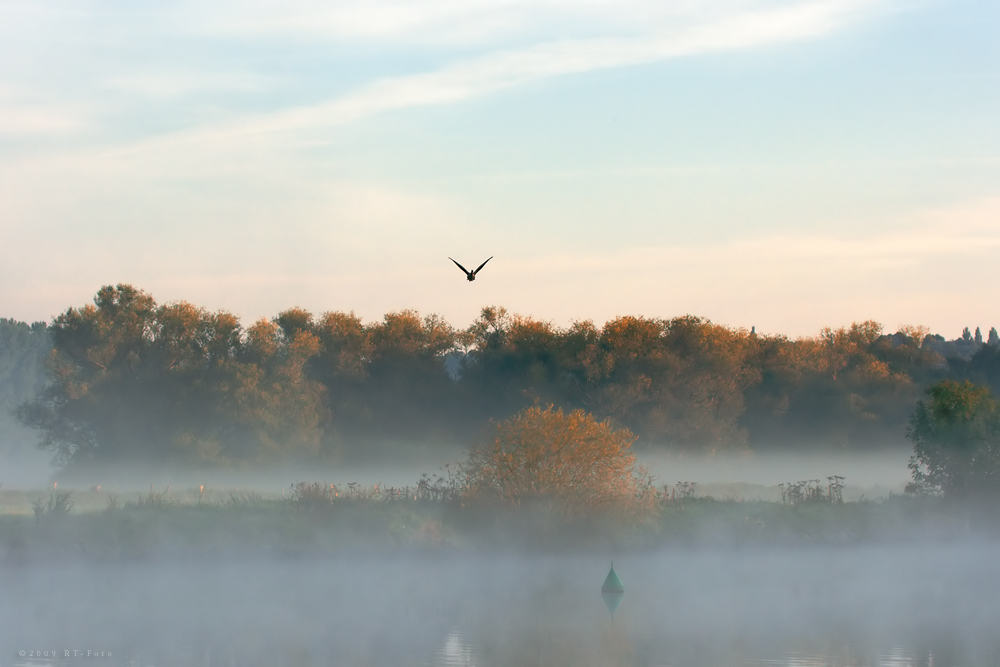 Morgens in den Ruhr Auen