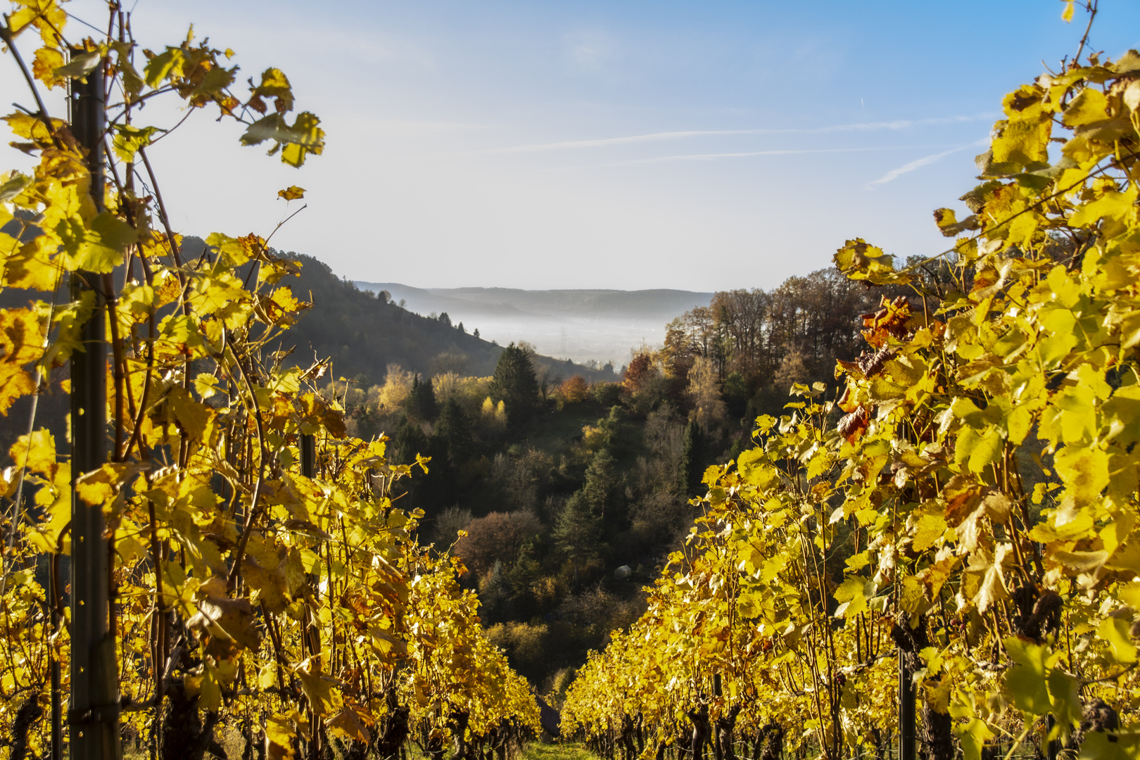 Morgens in den Weinbergen