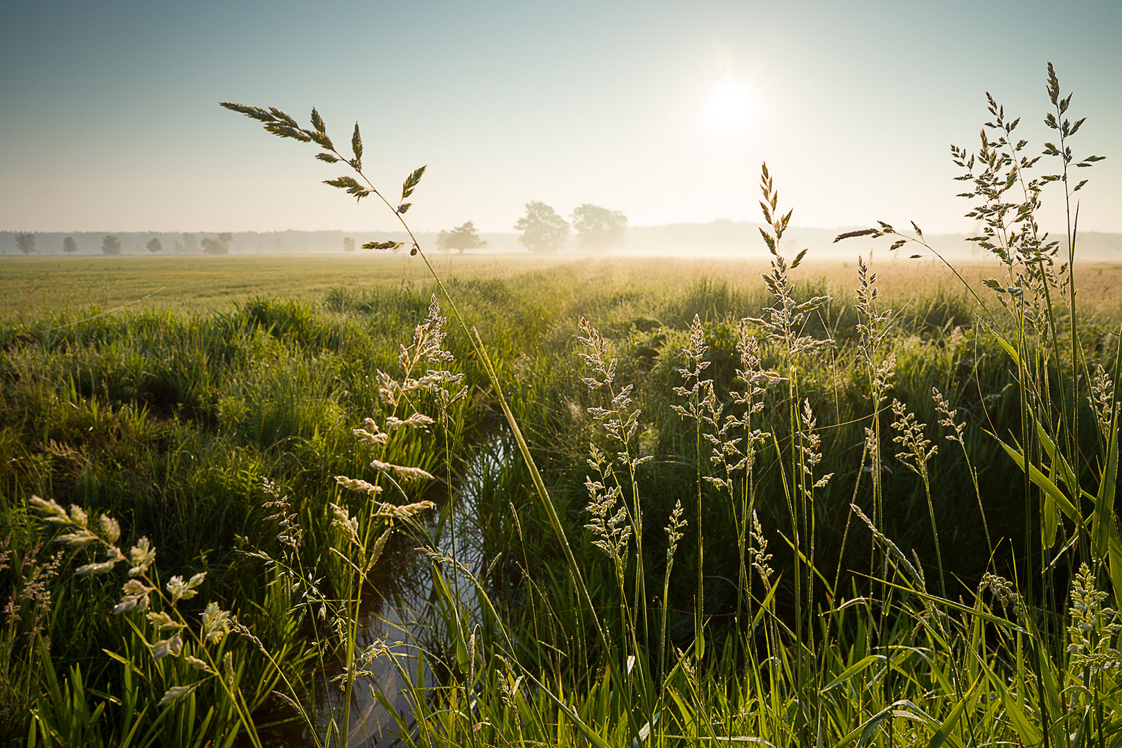 morgens in den Wiesen