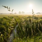 morgens in den Wiesen