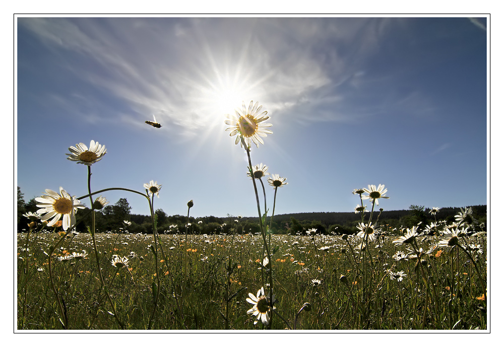 Morgens, in der Blumenwiese