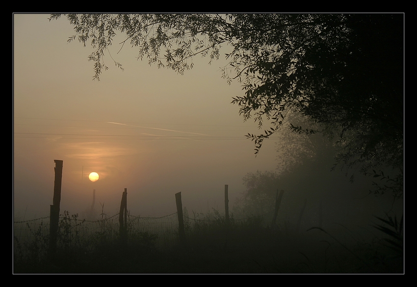 Morgens in der Bodeaue (1)