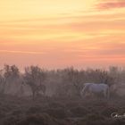 *** Morgens in der Camargue ***