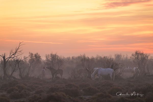 *** Morgens in der Camargue ***