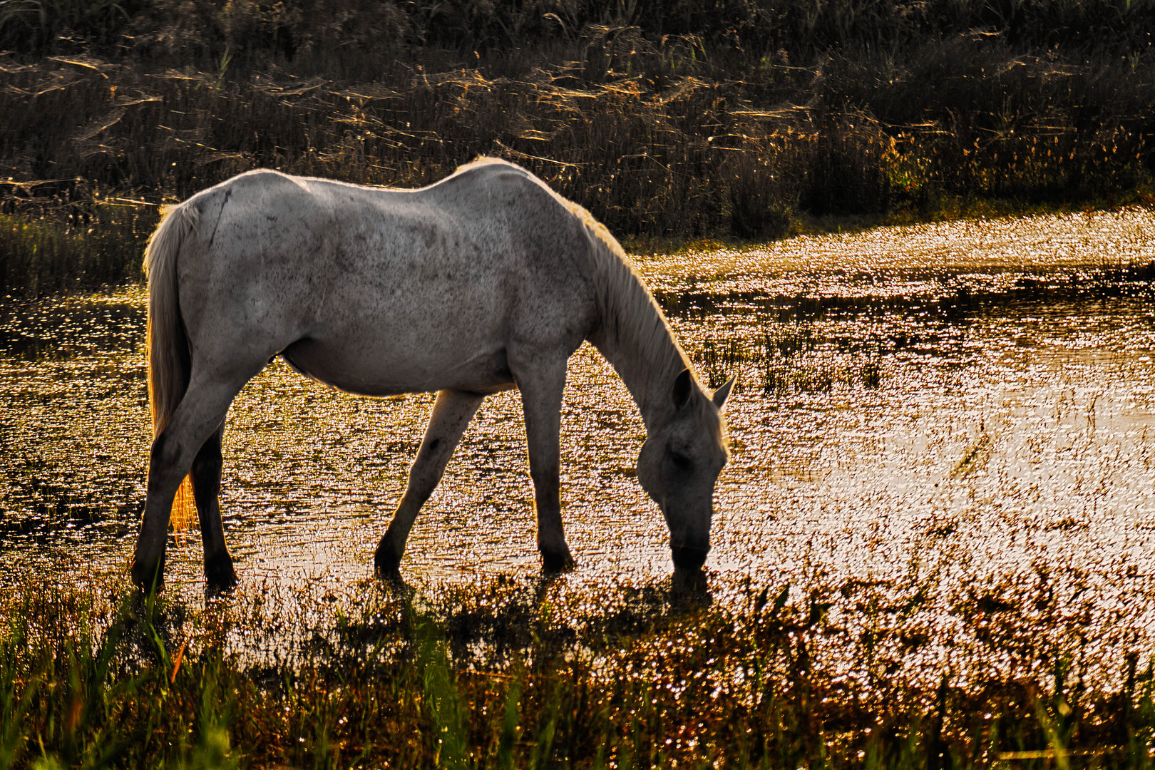 Morgens in der Camargue