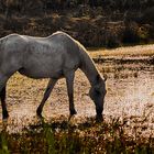 Morgens in der Camargue