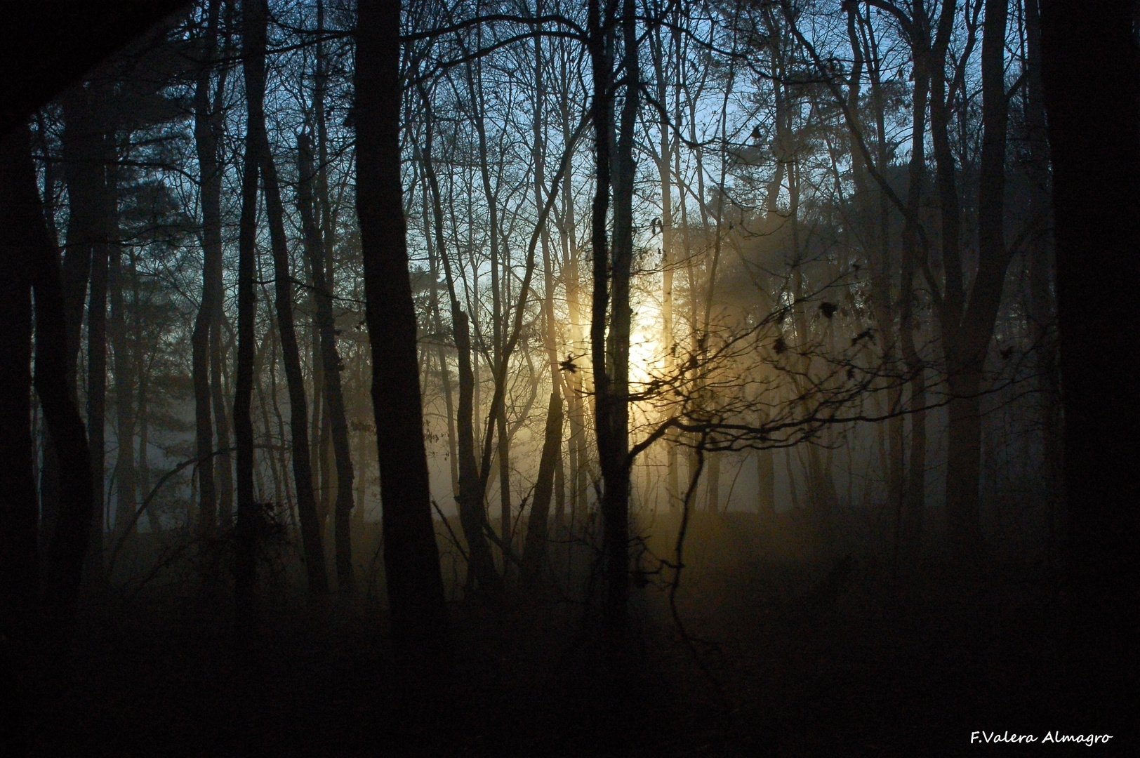 Morgens in der Dingdener Heide