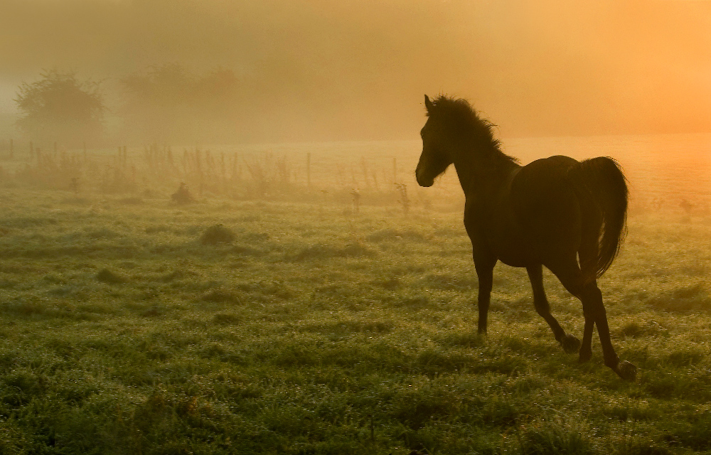 Morgens in der Eifel