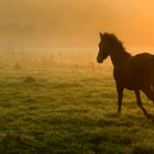 Morgens in der Eifel