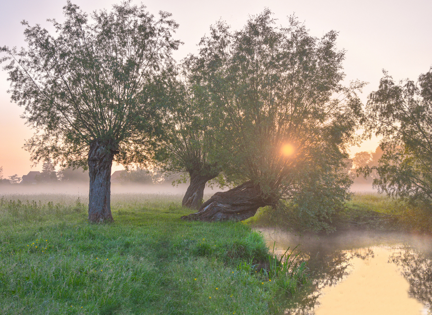 Morgens in der Elbmarsch