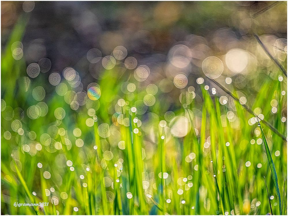 morgens in der frühlings wiese....