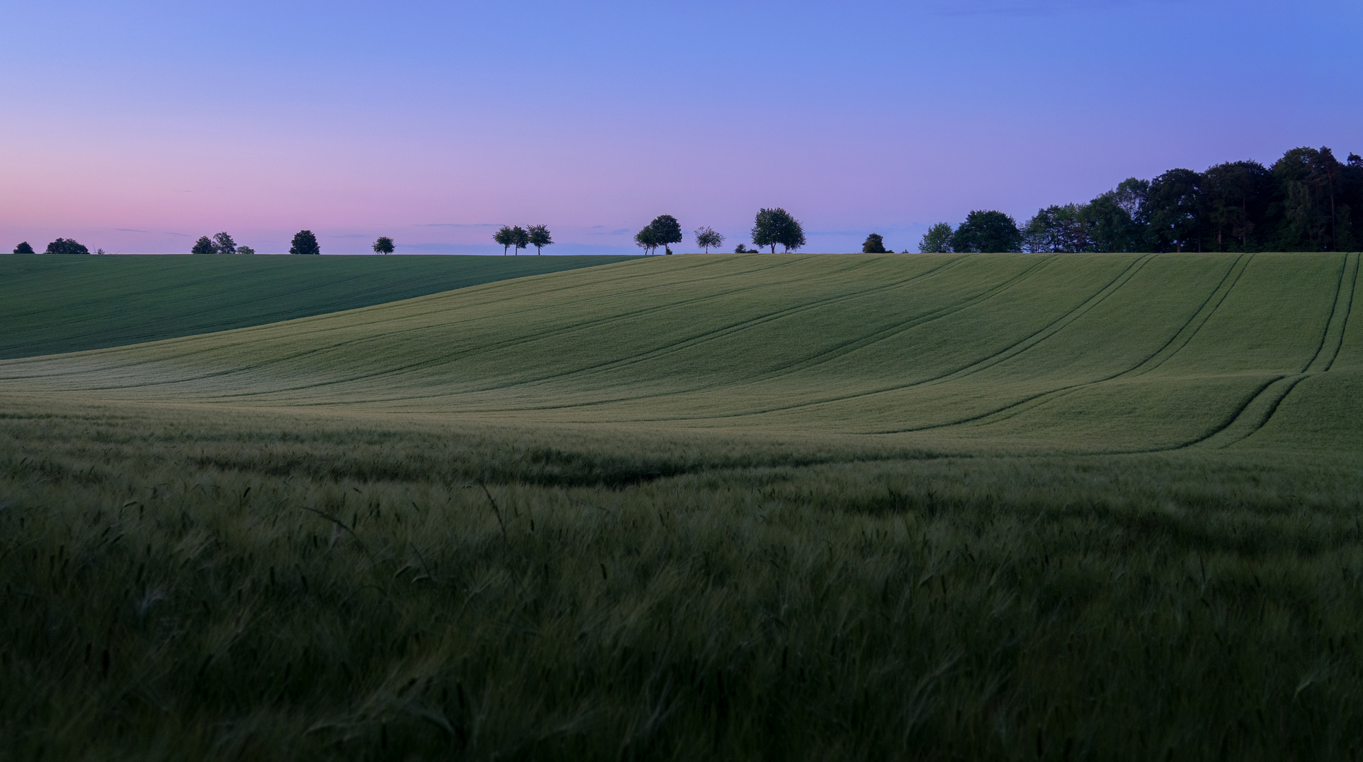 Morgens in der Hallertau