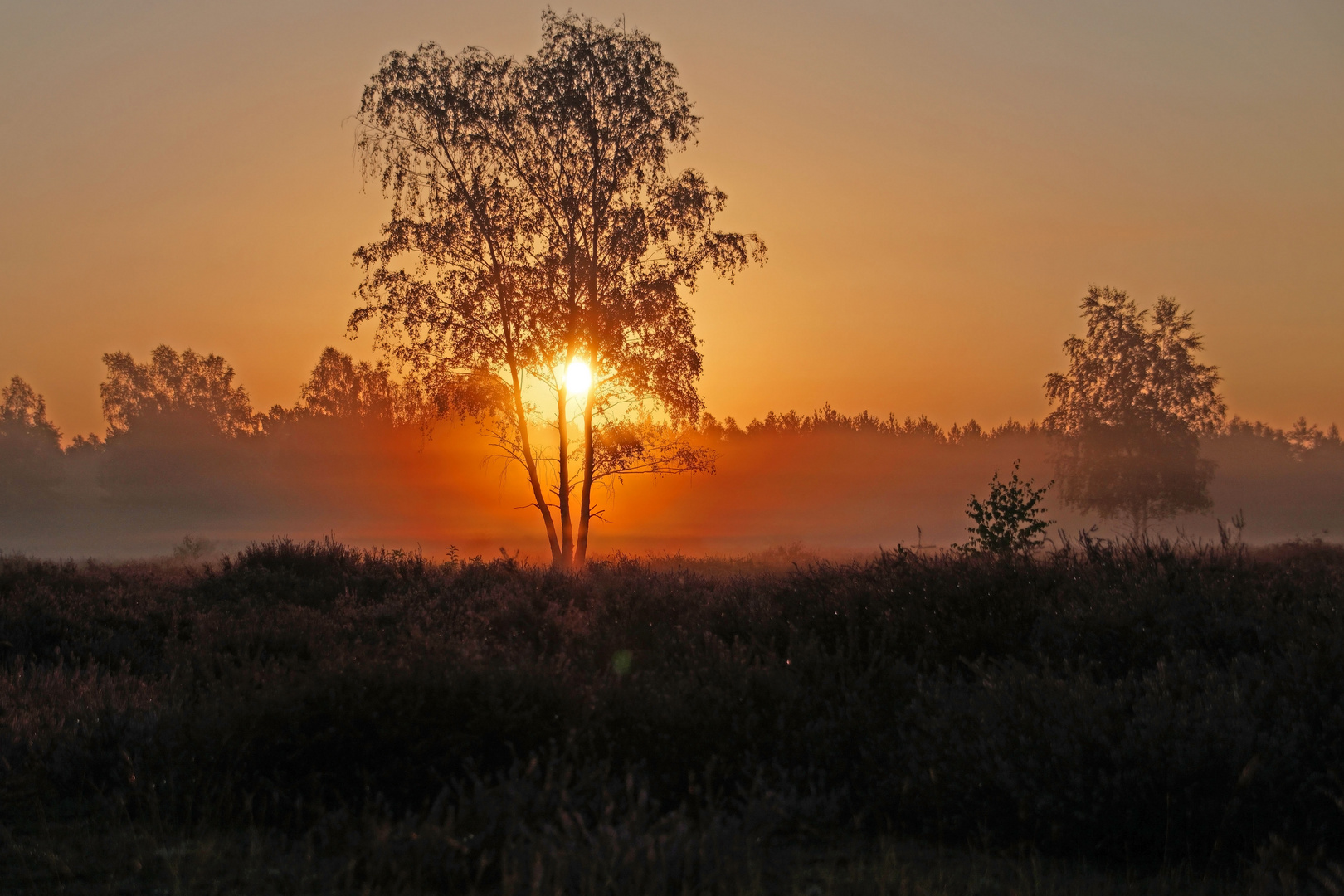 Morgens in der Heide